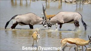 АНТИЛОПА ОРИКС/Копытные/Животные/Интересные факты