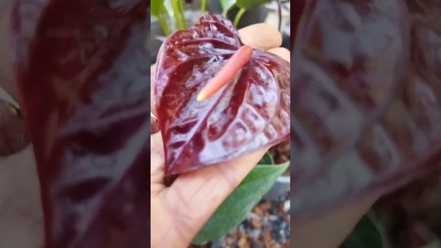 ඔයාගේ ගෙදර මේ මල් ටිකෙන් ලස්සන කරගමුද смотреть онлайн