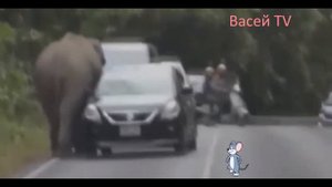 Слона обидели и он растоптал машину!Просто Шок!!!