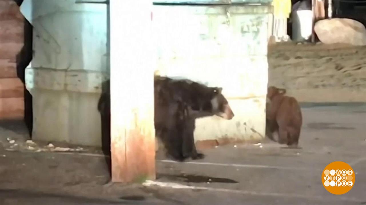 Голодный медведь в доме