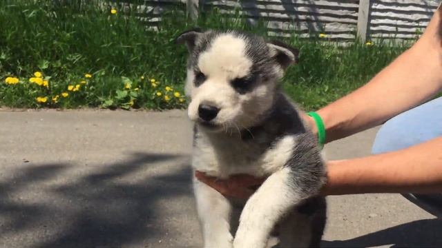 Husky blue eyes. Хаски девочка черно белая, голубоглазая