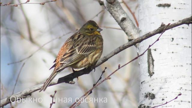 Рудник  Холмистый.  Флора.  Фауна.  Геология.