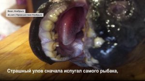 Необычную рыбу поймали рыбаки на озере около Парогазовой электростанции в Ноябрьске