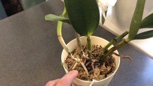 Cattleya dolosa f. alba 'Gorgeous' / каттлея долоза