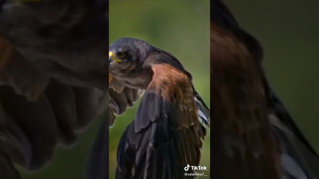 Христианская притча Арел и ворона смотреть онлайн