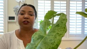 Philodendron Paraiso Verde Care Tips, Rare Tropical Houseplant How To