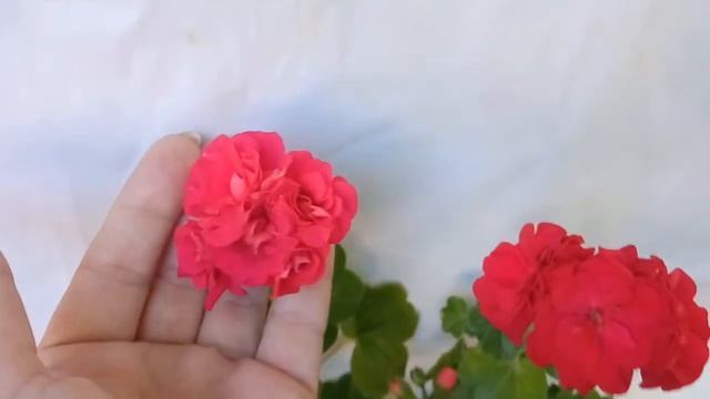 Плющелистная пеларгония Бернардо и Ред Сибл