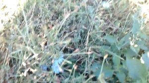 Основные осенние медоносы и пыльценосы северного Крыма.