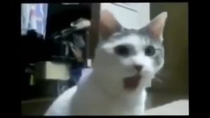 КАК ПУГАЮТСЯ КОШКИ . Я смеялся до слёз