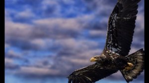 Научи меня летать christmas song