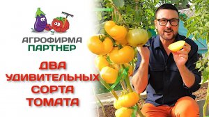 Два удивительных сорта томата