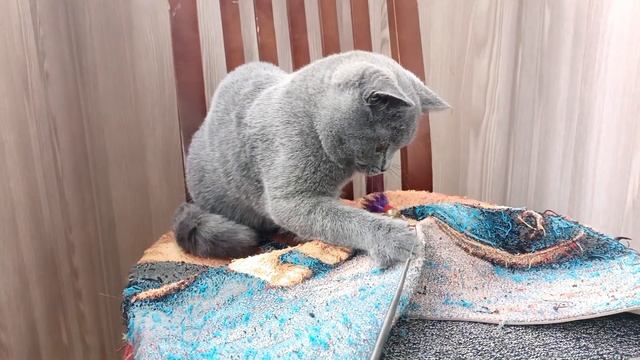 Голубой британский котенок, Василий, 5 мес. смотреть онлайн