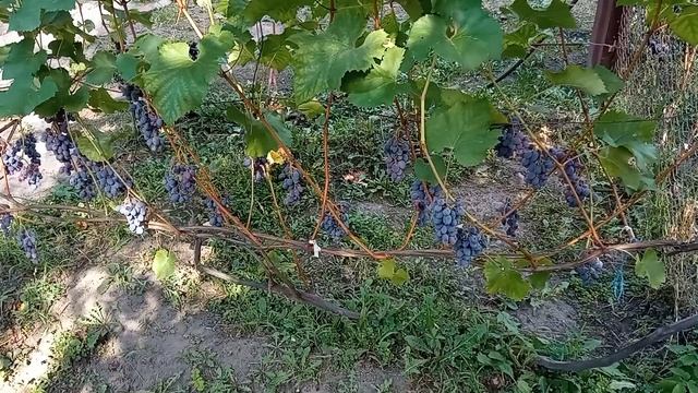 ?Сорт винограда к-ш Юпитер? смотреть онлайн