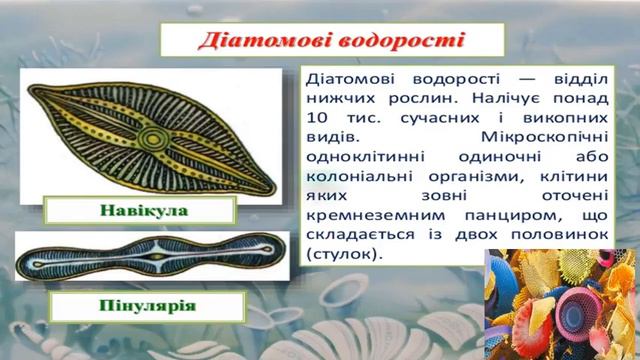 водорості відеопрезентація 6 клас смотреть онлайн
