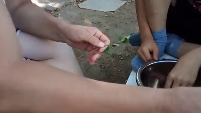 Собираем и сушим красную черемуху смотреть онлайн