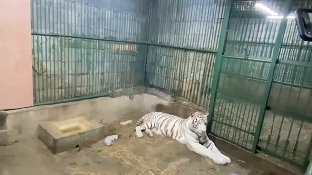 Детеныши бенгальского тигра родились в никарагуанском зоопарке смотреть онлайн