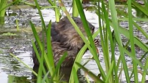 Бобр. Бобёр ест ветку в кустах, река Тара. Видео про бобра.