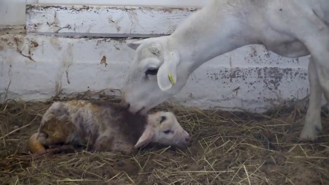РОЖДЕНИЕ ЯГНЕНКА. КАТУМЫ. смотреть онлайн