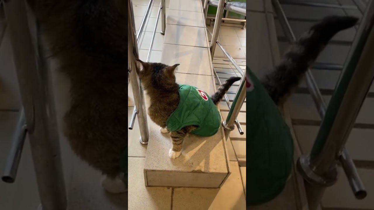 В «Пятерочку» на ул. Урицкого в Орехово-Зуеве приняли на работу нового усатого охранника смотреть онлайн