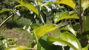 Чёрный рак яблони. Лечение.