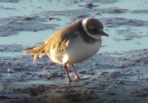 Птицы Новгородской области, Галстучник, Charadrius hiaticula, 10.10.2022