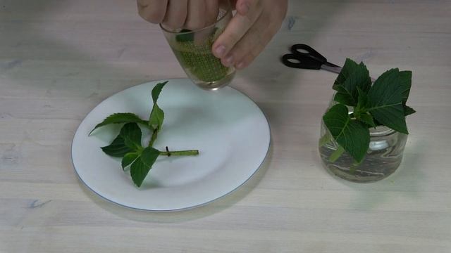Гортензия самый лёгкий способ размножения