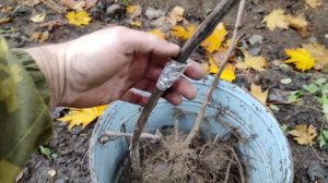 Как пересадить взрослый виноград осенью на новое место. Результат пересадки после зимы.  #Виноград