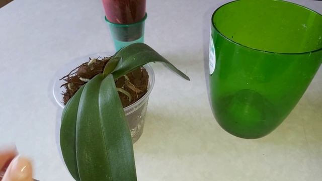 Орхидеии в Tree Fern спустя время, что с ними ? Приняли новый грунт или нет ? смотреть онлайн