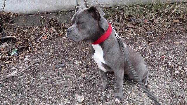 ДЕНЬ СО МНОЙ | Собачий приют || Анетта Будапешт смотреть онлайн