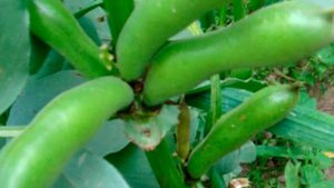 Кому бобы противопоказаны?