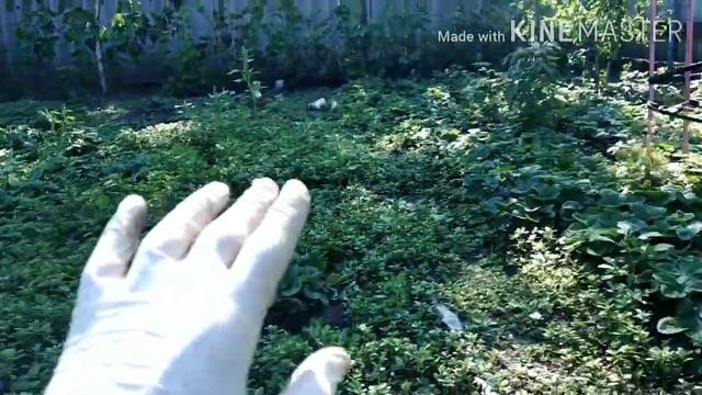 УПАКОВКА РАССАДЫ. ОБЗОР ШИКАРНЫХ САЖЕНЦЕВ ОКС И ЗКС. смотреть онлайн