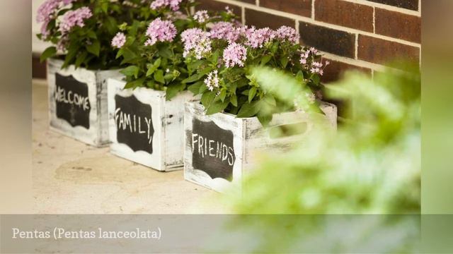 8 Best Flowering Container Garden Plants For Sunny Areas 🛋️ смотреть онлайн