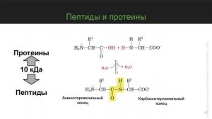 Структура и функции белков