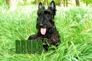 Скотч-терьер Бруно (Футбол)