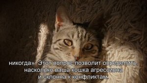 Как определить характер кошки? Тест