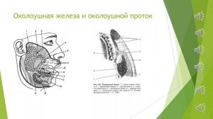 Тема 11 (ЛФ-1) - Топографическая анатомия и оперативная хирургия лицевого отдела головы