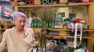 Драцена Колорама - обзор сорта | Драцена похожая на Биколор, но более яркая