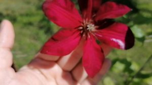 Клематисы по сортам. Руж Кардинал, Пурпуреа Плена Элеганс, Голоден Дрим, Тайга. 2024