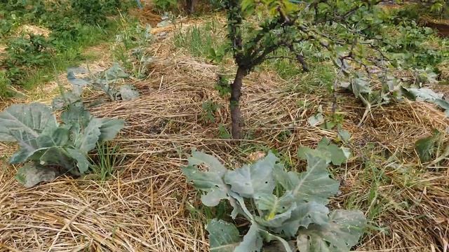 Соломенное земледелие 2019-7 Середина лета. //Живая Баня Иван Бояринцев смотреть онлайн