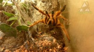 Птицеед Птеринохилус муринус (Pterinochilus murinus) aka БЕШЕНЫЙ АПЕЛЬСИН. Полный обзор.