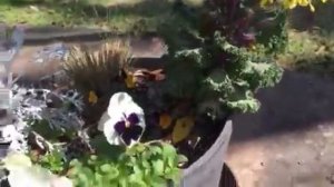 Flowering Kale In Flower