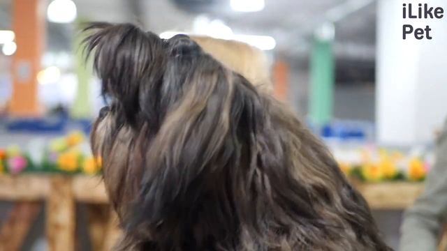 Как ухаживать за ши-тцу? смотреть онлайн