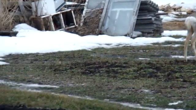 #Природа #Урала Гости из леса #Косули в огороде #Сельское #подворье на Урале