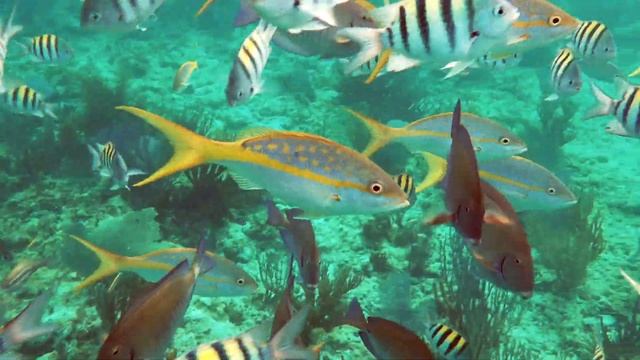 Memories Caribe Cayo Coco - Catamaran Sailing and Snorkeling with Style, Dead Calm смотреть онлайн