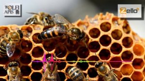 #Рахматулин Д.К. Земельный облетник для спаривания маток.