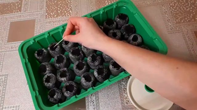 ЭУСТОМА, ОТ ПОСЕВА ДО ВСХОДОВ!