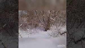 Варган Глазырина Магнум