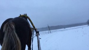 Владимирский тяжеловоз Вояж. 3 года 6 месяцев.