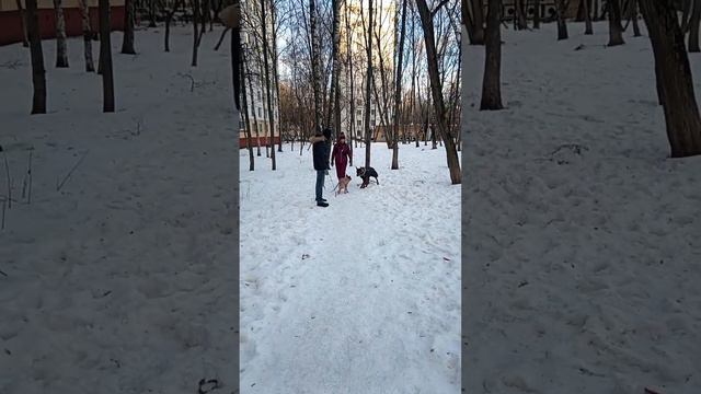 Реакции на петарды у взрослой и молодой собаки.