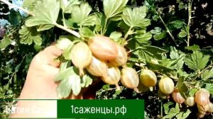 Крыжовник Казачек
